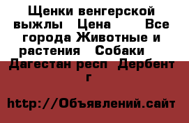 Щенки венгерской выжлы › Цена ­ 1 - Все города Животные и растения » Собаки   . Дагестан респ.,Дербент г.
